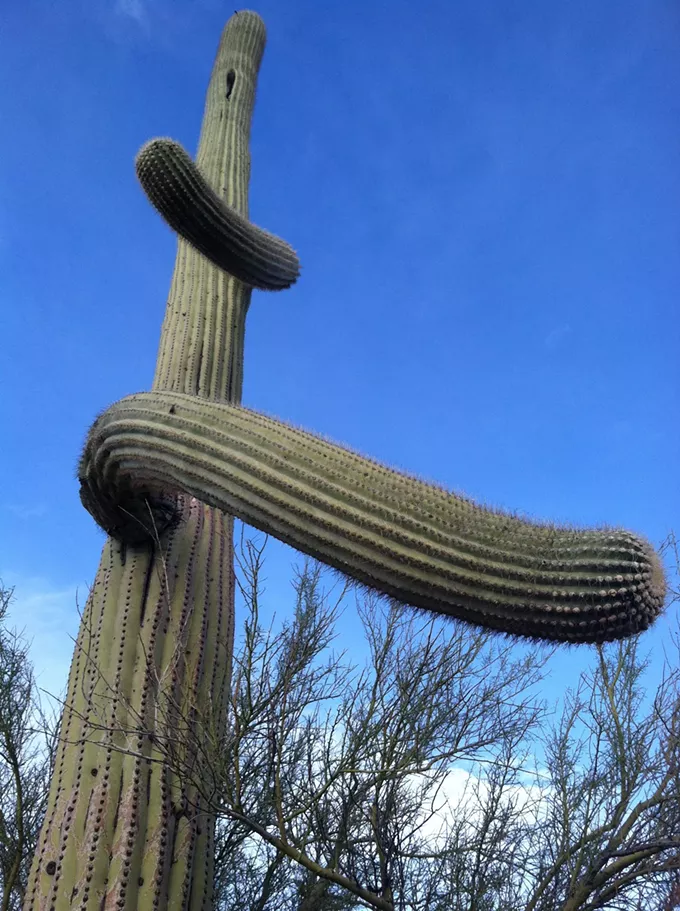 The Daily Saguaro, Wednesday 4/21/21