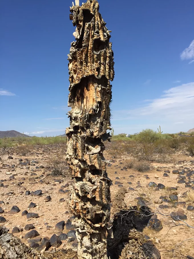 The Daily Saguaro, Friday 4/23/21