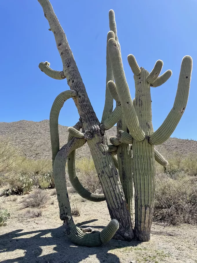 The Daily Saguaro, Sunday 4/25/21