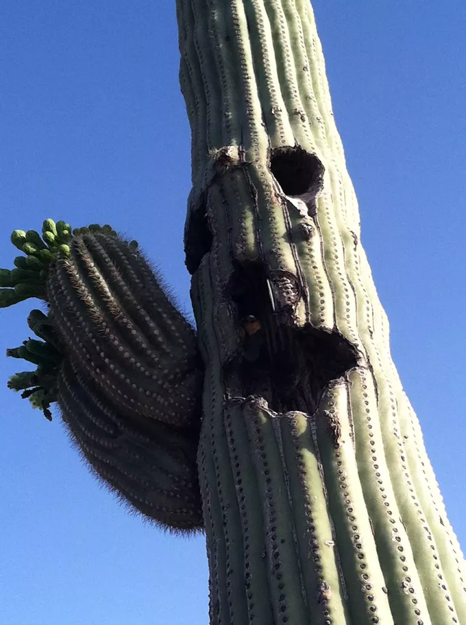 The Daily Saguaro, Monday 4/26/21