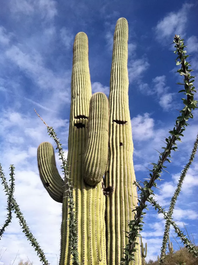 The Daily Saguaro, Thursday 4/29/21
