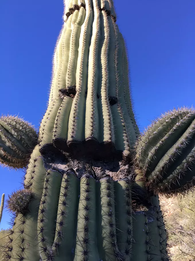 The Daily Saguaro, Saturday 5/1/21