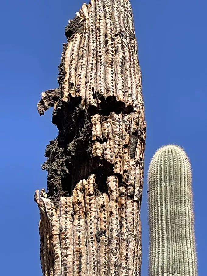 The Daily Saguaro, Sunday 5/2/21