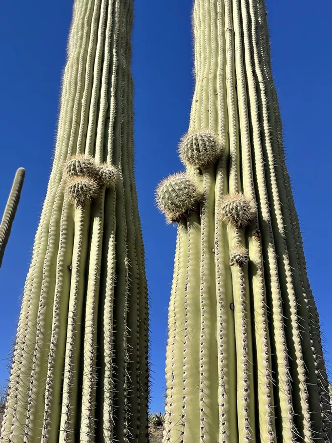 The Daily Saguaro, Monday 5/3/21