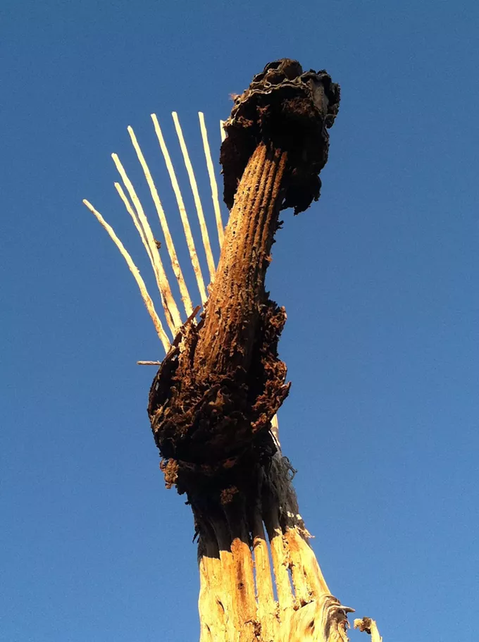 The Daily Saguaro, Thursday 5/6/21