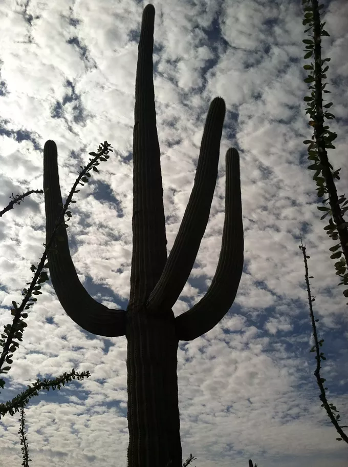 The Daily Saguaro, Friday 5/7/21
