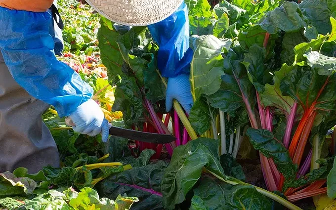 Laboring to remain healthy: COVID-19 takes toll on Arizona farmworkers