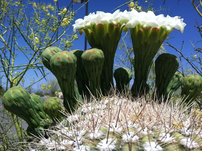The Daily Saguaro, Monday 5/10/21