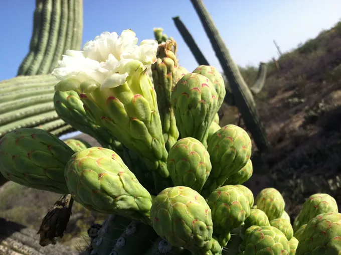 The Daily Saguaro, Tuesday 5/11/21