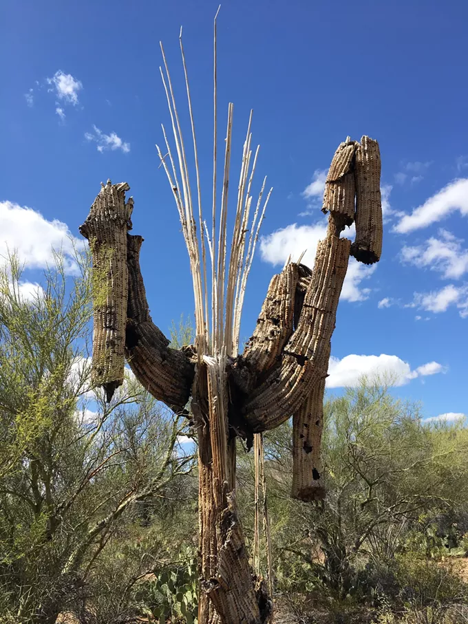 The Daily Saguaro, Wednesday 5/19/21