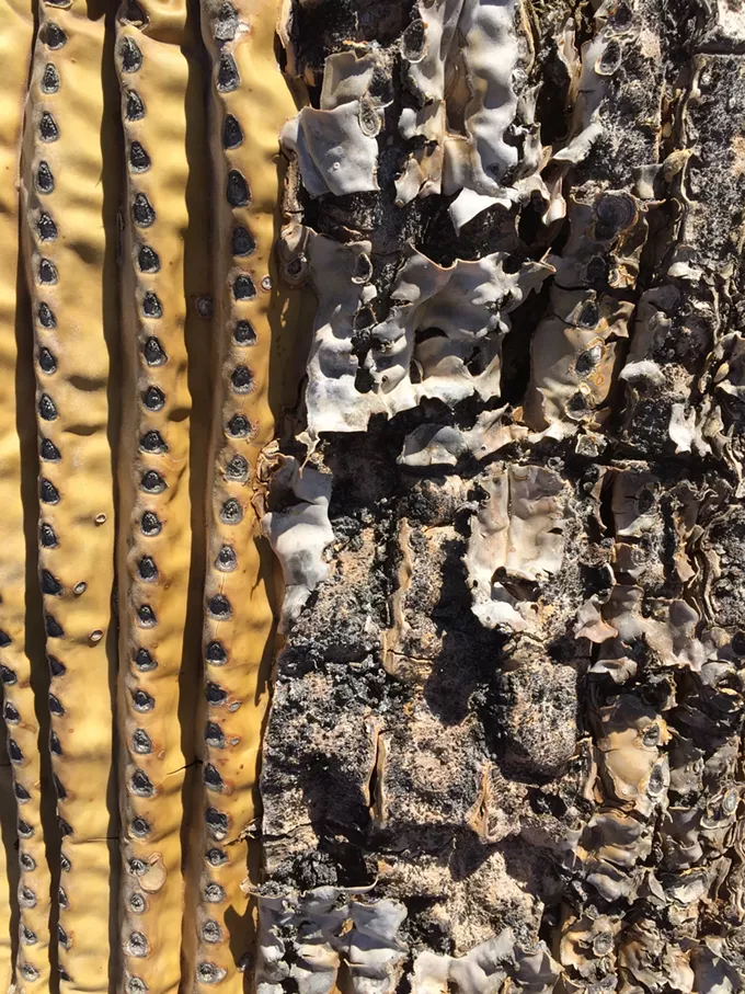 The Daily Saguaro, Thursday, 5/20/21