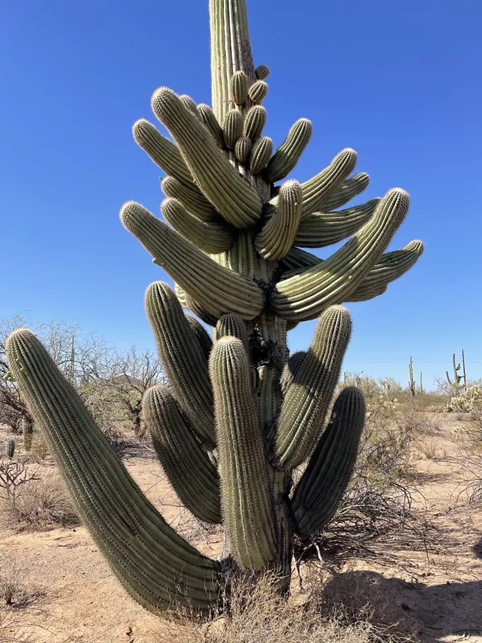 The Daily Saguaro, Monday 5/24/21
