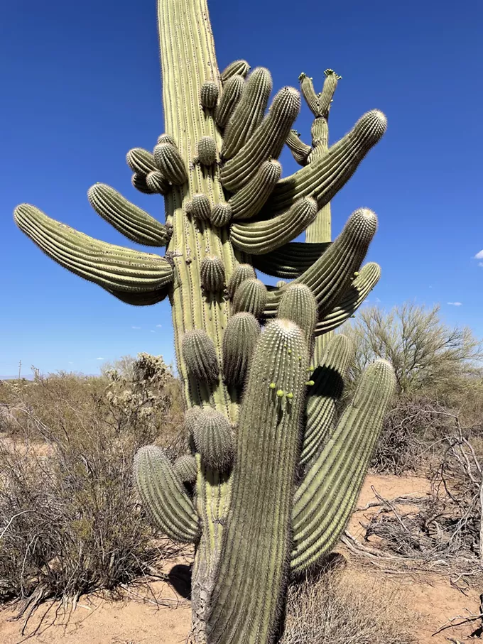 The Daily Saguaro, Tuesday 5/25/21