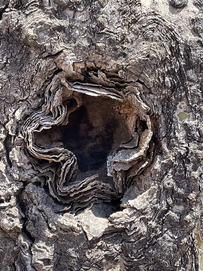 The Daily Saguaro, Tuesday, 6/1/21