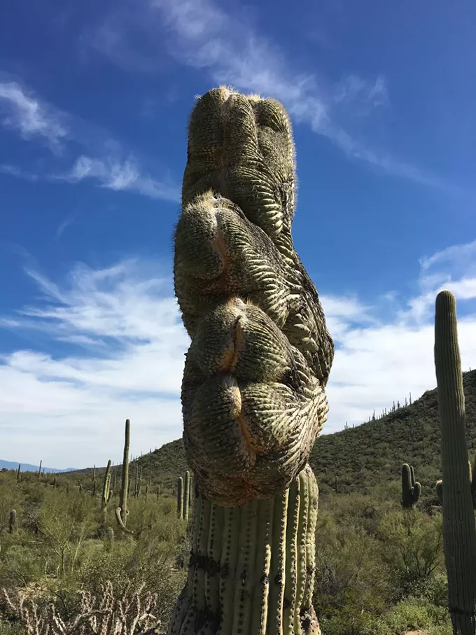 The Daily Saguaro, Thursday 6/3/21