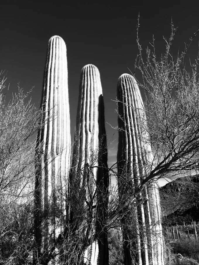 The Daily Saguaro, Friday 6/4/21