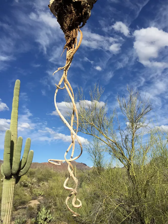 The Daily Saguaro, Tuesday 6/8/21