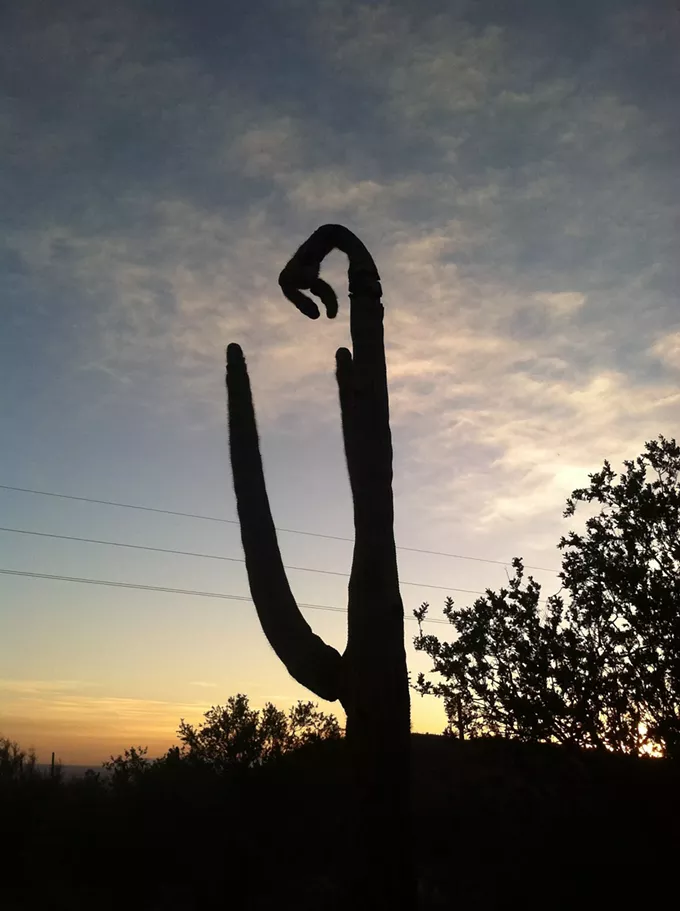The Daily Saguaro, Sunday 6/13/21