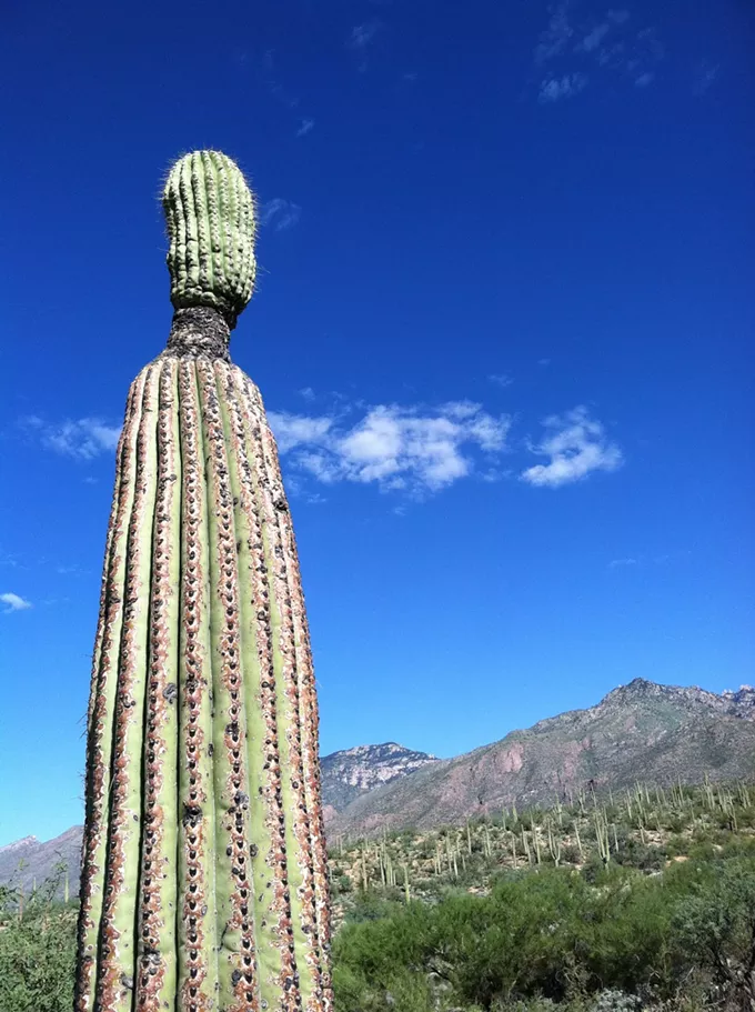 The Daily Saguaro, Monday 6/14/21