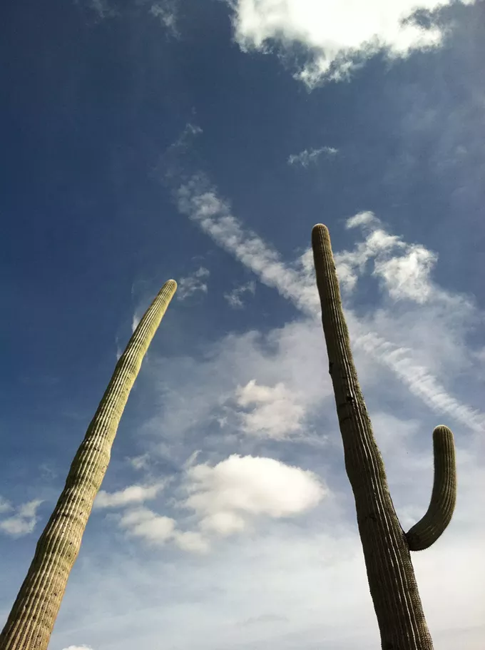 The Daily Saguaro, Tuesday 6/15/21
