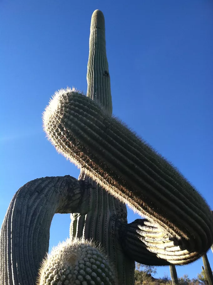 The Daily Saguaro, Thursday 6/17/21