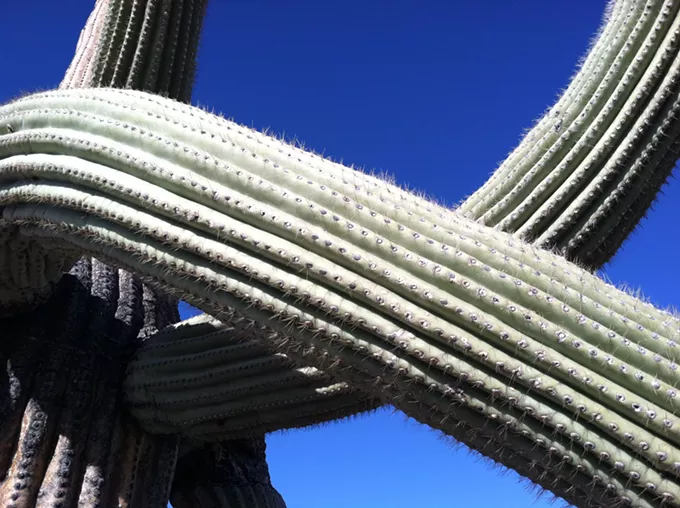 The Daily Saguaro, Wednesday 6/23/21