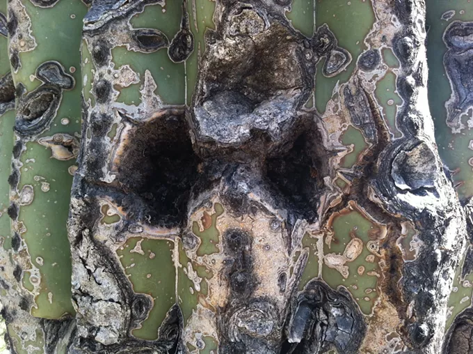 The Daily Saguaro, Friday 7/2/21