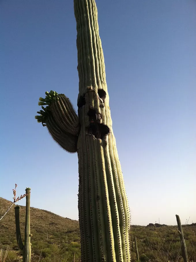 The Daily Saguaro, Saturday, 7/3/21