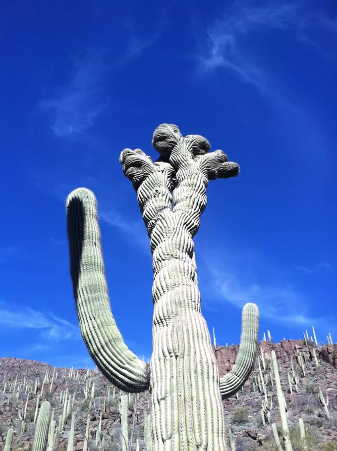 The Daily Saguaro, Sunday 7/4/21