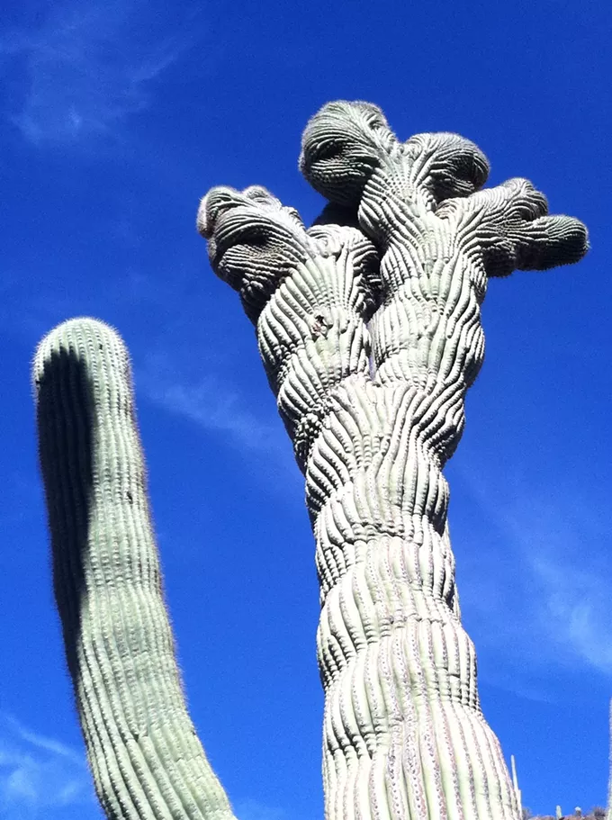 The Daily Saguaro, Monday 7/5/21
