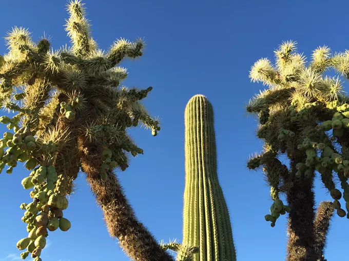 The Daily Saguaro, Tuesday 7/6/21