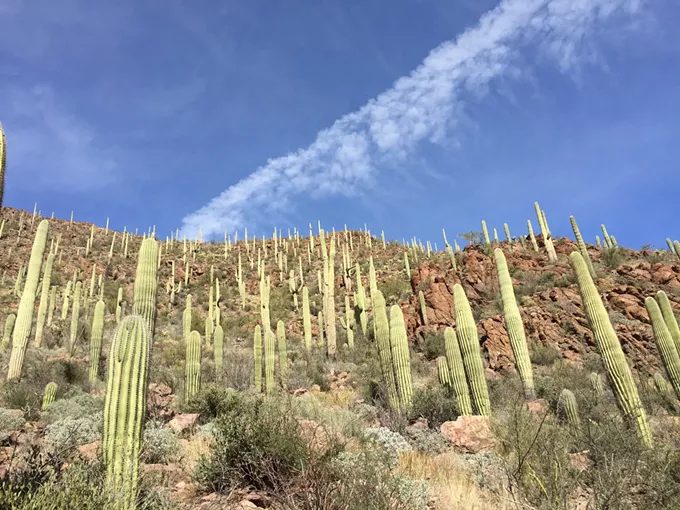 The Daily Saguaro, Friday 7/16/21