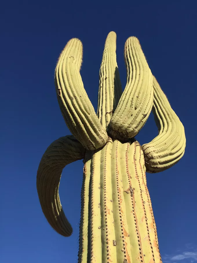 The Daily Saguaro, Saturday 7/17/21