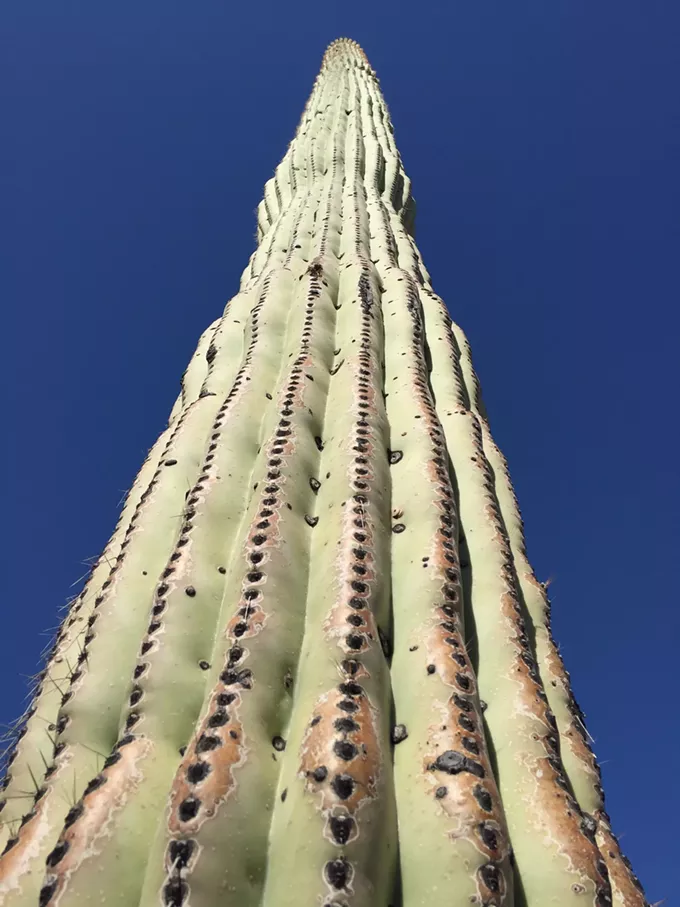 The Daily Saguaro, Monday 7/26/21