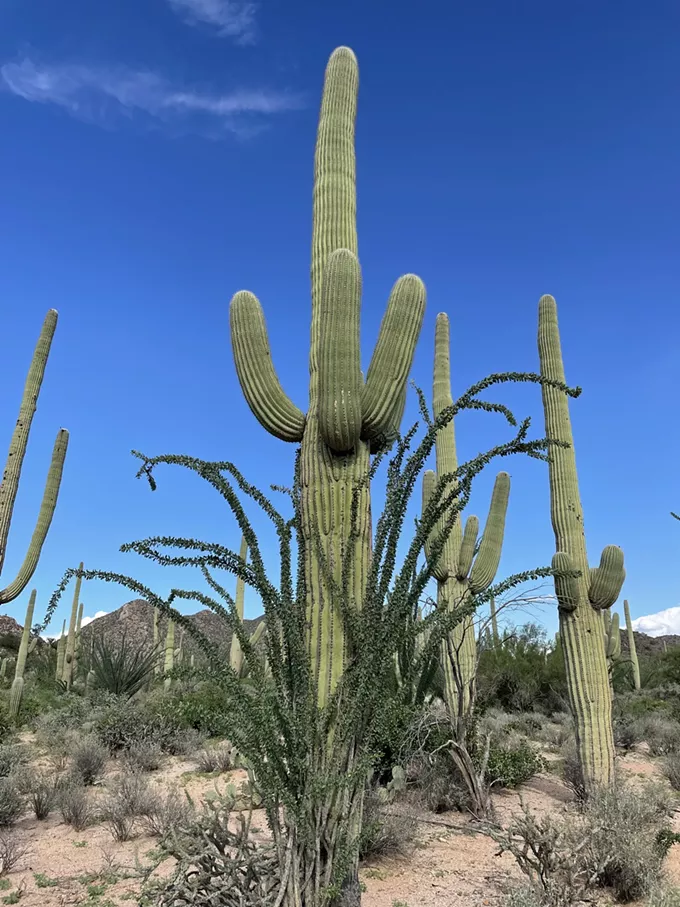 The Daily Saguaro, Thursday 8/5/21