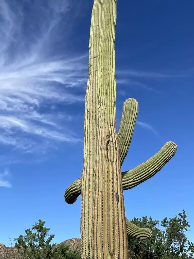 The Daily Saguaro, Saturday, 8/7/21