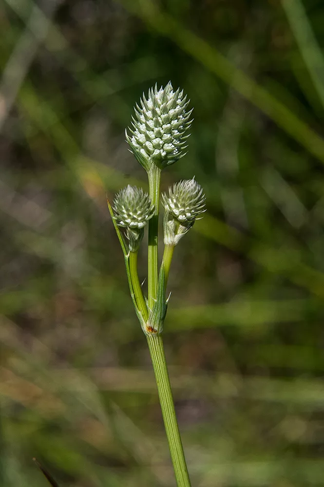 Growing Concern: Advocates hope endangered status for wildflower helps save San Pedro, too