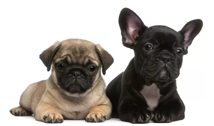 Pet problems? We’re here to help