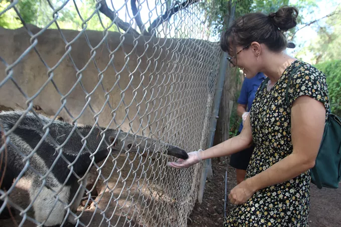 Sonoran Explorin': My date with an anteater