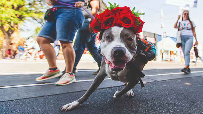 Fur, feathers, scales stand up for pet parade