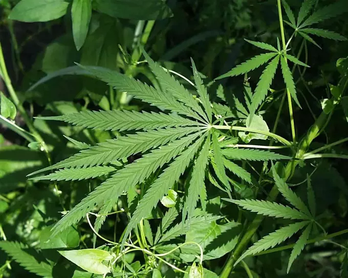 Bill could be a game changer for medical cannabis