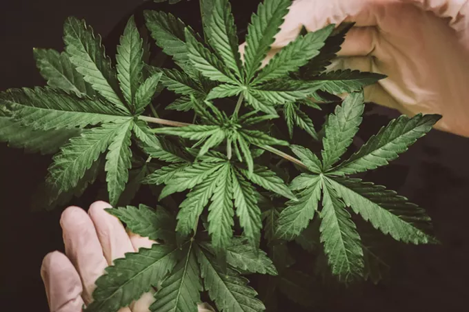 Reefer Madness: A timeline of marijuana’s notoriety