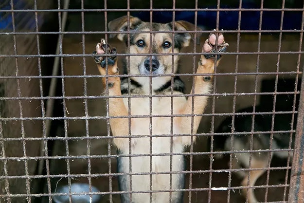 Updated: Looking for a New Pet? Forgo the Puppy Mills at 'Adopt, Don't Shop'