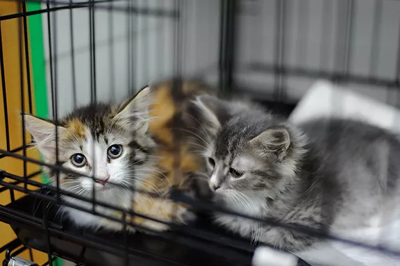 File photo of kittens