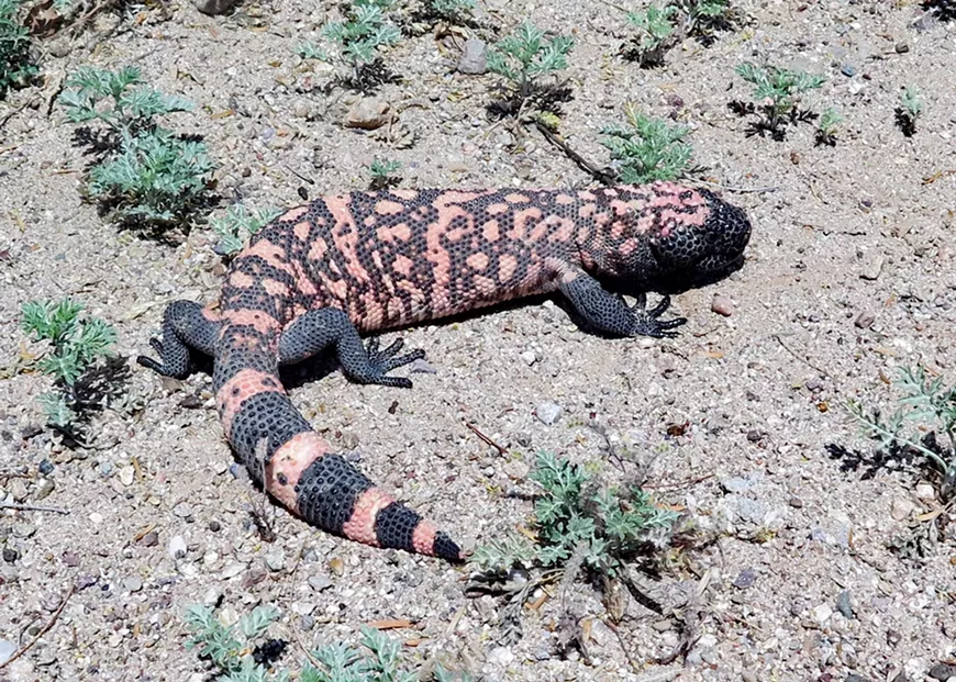 Gila Monster