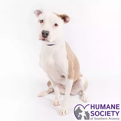 Image: Zen Needs a Home