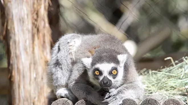 Image: Zooperheroes: Reid Park Zoo